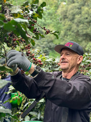 How Much Coffee Is There In Coffee Tree