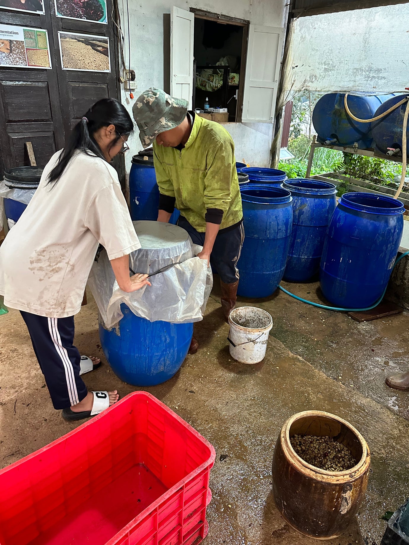 Coffee Fermentation: Reasons To Add Microorganisms